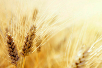 Минсельхоз: В России собрали более 100 млн тонн зерна