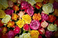 «Мир 24» назвал среднюю стоимость цветов на День знаний в СНГ