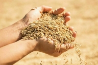 Главы МИД России и Турции обсудят последствия прекращения зерновой сделки