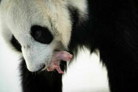 В Московском зоопарке родился первый в истории России детеныш большой панды
