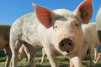 Мероприятия по предотвращению АЧС предложили сделать эффективнее