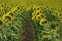 Экспортные пошлины на подсолнечное масло и шрот продлили на год
