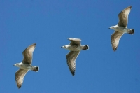 Стрелять так стрелять: Московская область решила избавиться от чаек