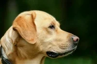 На Сахалине вводят штрафы за выгул собак без поводка и намордника