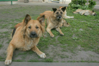 В Нижневартовске проверяют информацию о нападении собак на женщину