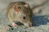 Чаплин поделился советским методом защиты от грызунов на даче