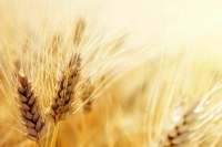 Зерна в этом году намолотили меньше, зафиксировал Росстат