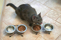 Бурматов рассказал о ситуации с ценами на корма для животных