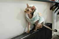 В Москве открыли горячую линию по вопросам отопления