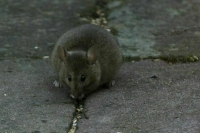 В Красноярском крае за месяц крысы 10 раз напали на людей