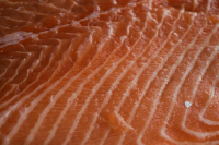 Конфискованную красную рыбу предложили передавать на корм в приюты для собак