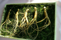 В России ввели уголовную ответственность за уничтожение женьшеня