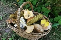 За сбор некоторых грибов начнут штрафовать