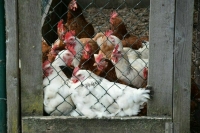 Минсельхоз предлагает временно запретить экспорт мяса птицы