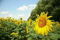 Депутат Новичков призывает расширить программы поддержки сельского туризма