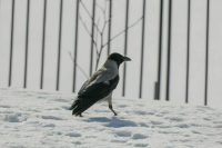 Ледяной дождь ждет москвичей в пятницу