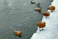 Вильфанд заявил, что погода в Москве в конце ноября станет январской