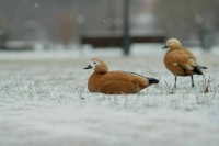 В Москве побит полувековой рекорд атмосферного давления