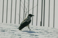 В Москве выпало 35% от месячной нормы осадков