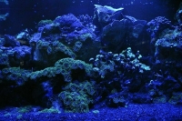 В музее-аквариуме Севастополя из-за шторма погибли сотни морских животных