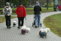 Всемирный день домашних животных отметят 30 ноября