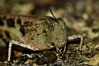 В ряде регионов в 2024 году ожидается активное распространение саранчи