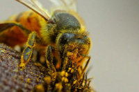 Вступление в силу закона о защите пчел от пестицидов предложили ускорить