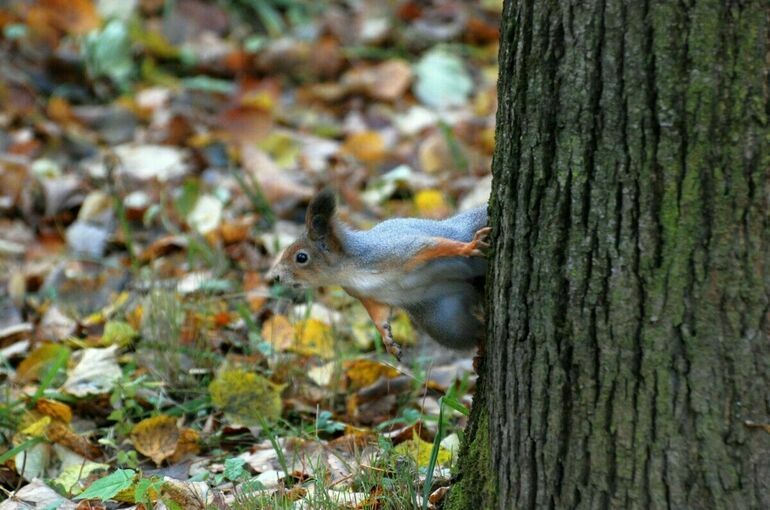 Механизм создания лесопарковых зеленых поясов предложили скорректировать