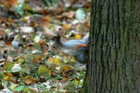 Механизм создания лесопарковых зеленых поясов предложили скорректировать
