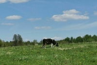 Семейные фермы смогут получить субсидию на покупку скота