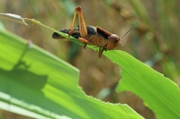 Россию в 2024 году ждет нашествие саранчи