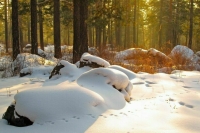 Россия и Белоруссия подписали меморандум в области лесного хозяйства