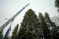 В Подмосковье спилили главную новогоднюю ель России