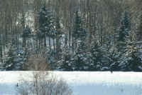 Лесной кодекс дополнят нормами об использовании лесов для изысканий