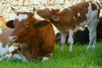 Госдума приняла закон об импорте племенных животных