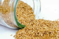 Россия снизила импорт семян в 2023 году более чем вдвое