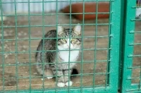 Приюты для животных смогут получать бюджетную поддержку