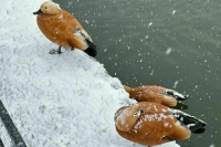 В Москве 26 декабря установлен рекорд по низкому атмосферному давлению