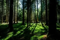 Муниципальный лесной контроль предложили вести в границах населенных пунктов