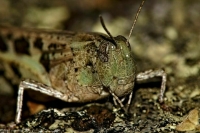 Россельхозцентр дал прогноз по обработке земель от саранчи