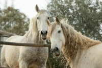 В России не выявлены случаи западного энцефалита лошадей 