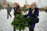Почти половина россиянин экологично утилизируют новогоднюю елку