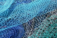 На Таймыре браконьер выловил более 1000 экземпляров краснокнижного сига