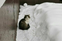 В Кирове провели проверку после пропажи кота из вагона поезда