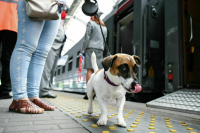 История с котом Твиксом изменит правила перевозки животных