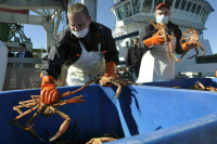 Когда в России появятся свои краболовы