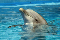 Генпрокуратура намерена пресечь добычу и контрабанду черноморских афалин