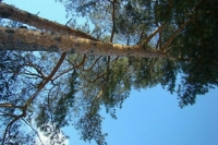 Рослесхоз проверит неудовлетворительную работу лесных ведомств 18 регионов