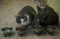 Россельхознадзор приостановит ввоз из Италии кормов для собак и кошек