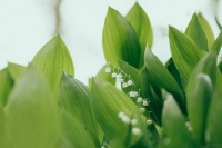 Обновленный том Красной книги «Растения и грибы» хотят издать в 2024 году